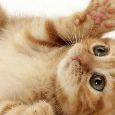 Mơ Thấy Mèo Đánh Con GìKU Casino Giải Mã Giấc Mơ: HINATA78  Kubet Casino